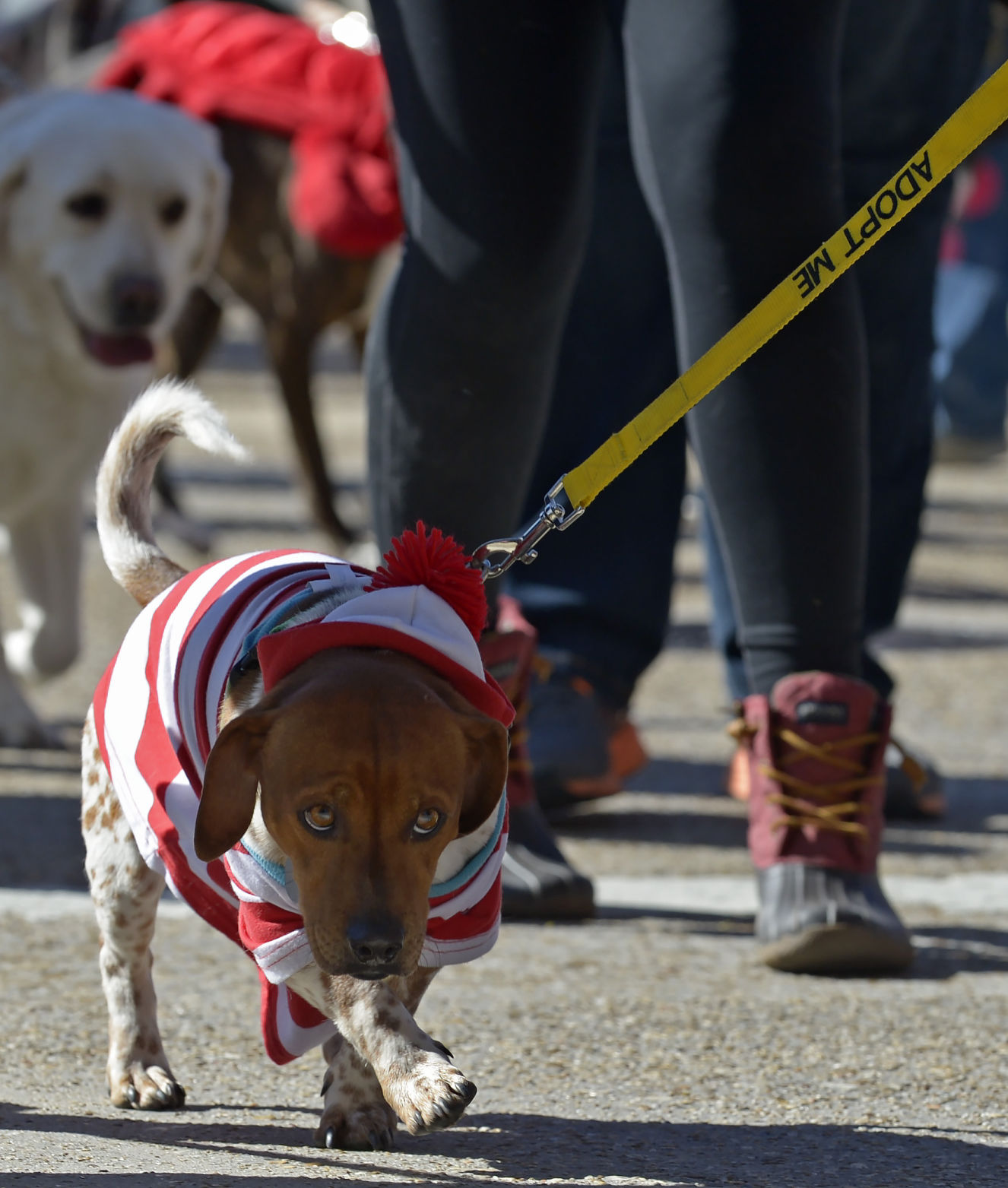BR.halloweenparade.102917 HS 446.JPG